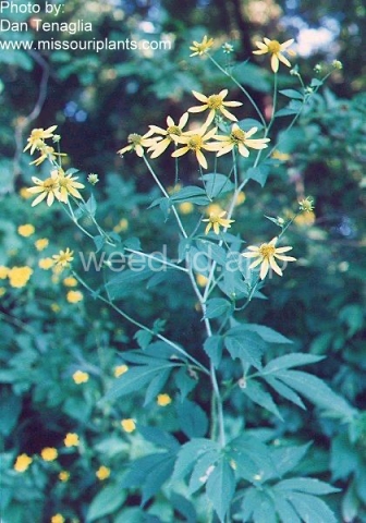 coneflower, cutleaf